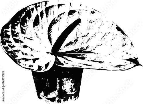 Black and white illustration of a shell shaped sea creature with textured patterns and a conical base