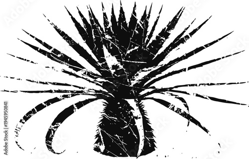 black silhouette of spiky agave plant with rough textured edges isolated on white background