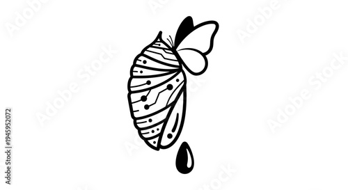 Butterfly Emerging from Chrysalis Slowly.