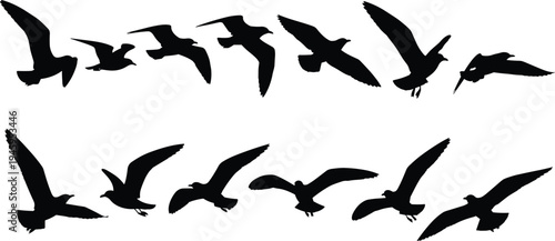 Black silhouette collection of seagulls flying in various positions isolated on white background for coastal nature wildlife and beach design,
