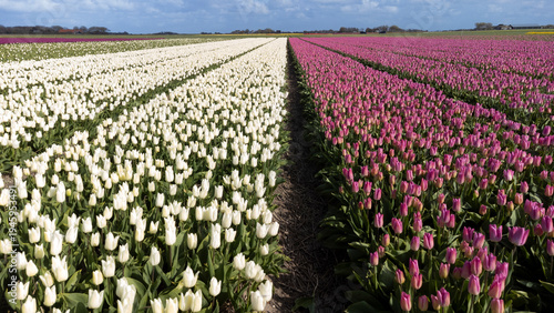 Tulipe, Mer des Wadden, île de la Frise, Ile Texel, Pays Bas