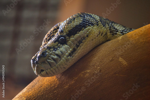 Fotografia Boa snake in a terrarium , exotic animal and hunter.