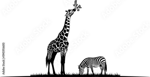 Black and white silhouette illustration of a tall giraffe eating tree leaves and a zebra grazing on grass in the African savanna.