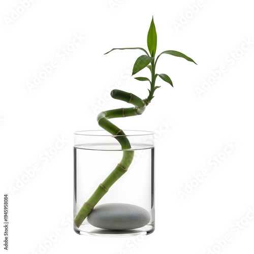 A single green plant stem in a clear glass of water on a black background