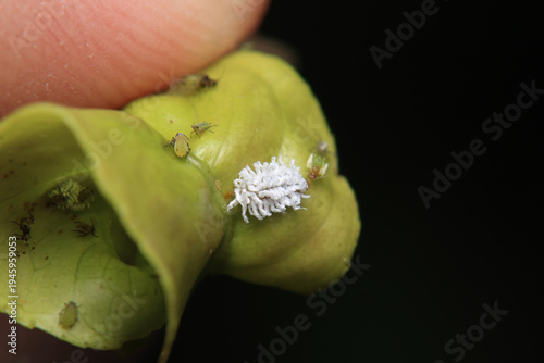 Cryptolaemus montrouzieri ladybug larva macro