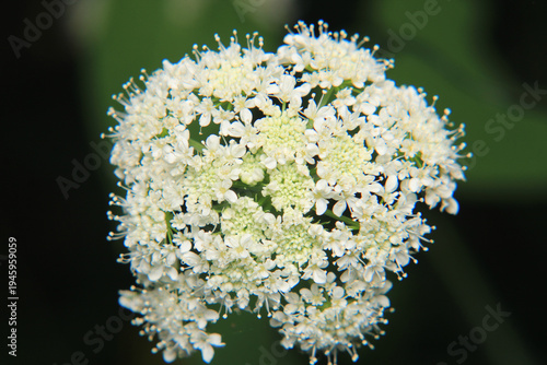 natural white cnidium monnieri flower photo	