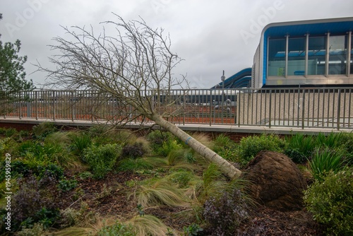 A fallen tree in a city garden.