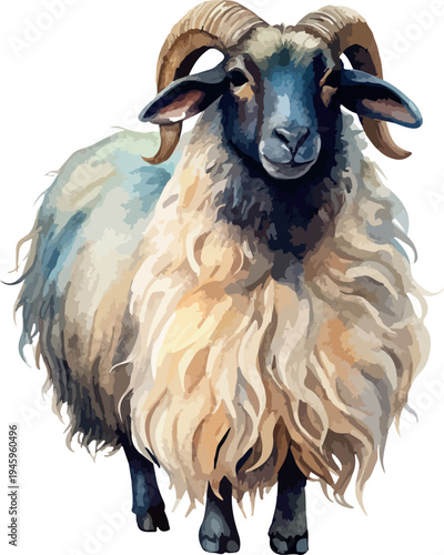 Bilde på lerret Valais Blacknose Sheep Cute Farm Animal Watercolor Vector Illustration