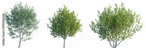 Set of Betula utilis jacquemontii (Himalayan Birch) frontal street trees isolated png on a transparent background perfectly cutout