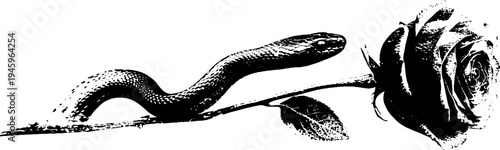 Snake and rose high contrast black and white ink illustration for art prints or tattoo design