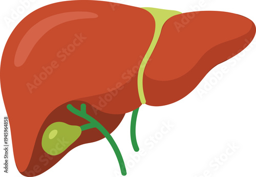 Human liver anatomy illustration, medical organ vector, gallbladder bile ducts diagram, healthcare education graphic, biological structure, internal body system design