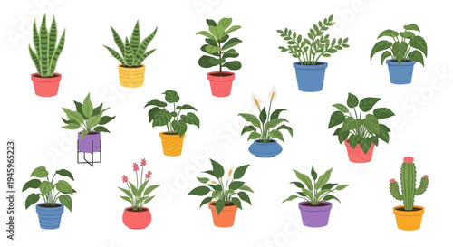 Collection of colorful potted indoor plants and a small cactus
