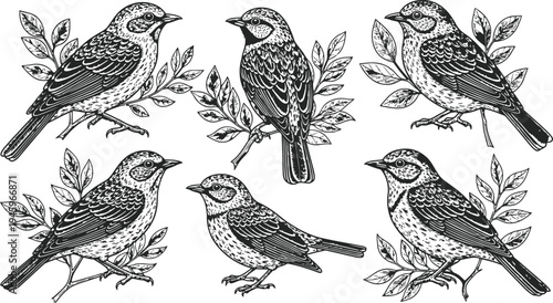 Six Sparrow Birds Perched on Branches Vintage Illustration