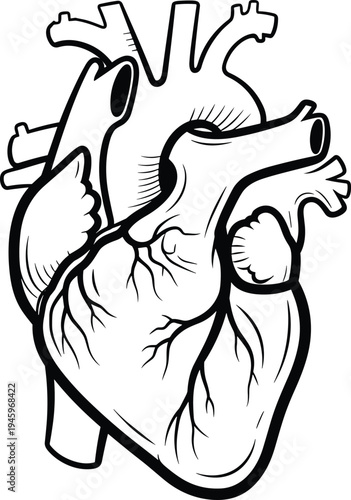 Human heart anatomical technical cad drawing flat vector illustration with aorta ventricles arteries and bold black line art medical design