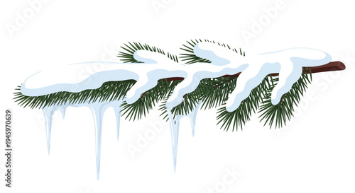 Green pine branch generously covered with white snow and delicate hanging icicles, isolated on a white background.