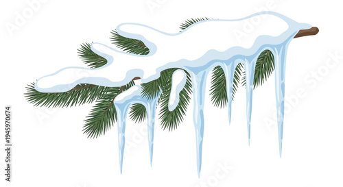 Green pine branch thickly covered with white snow and sharp dangling icicles, isolated on a white background.