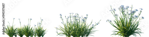 Canvastavla Set of Dietes grandiflora (fortnight lily, large wild iris, African iris, fairy