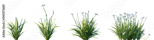 Photos Set of Dietes grandiflora (fortnight lily, large wild iris, African iris, fairy