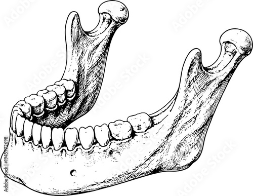 Victorian anatomical mandible jaw bone engraving vintage medical illustration