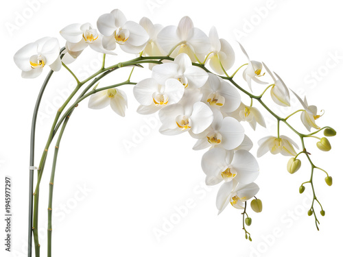White Phalaenopsis Orchid Elegant Blooming Branches Pure White Flowers Stock Photo