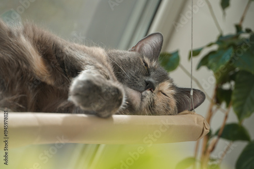 Gray domestic cat sleeping on hanging window hammock near bright window with green houseplant in apartment interior. Pet care marketing, cozy home lifestyle themes, relaxation concepts