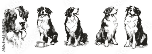 Bernese Mountain Dog sitting attentive gentle pose. Pedigree farm canine with collar and noble expression. Illustrations for veterinary guides and training materials, hand drawn style sketch drawing.