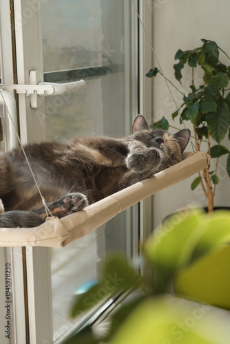 Gray domestic cat resting on hanging window hammock near bright apartment window with green houseplant in modern home interior. Pet care marketing, cozy home lifestyle themes