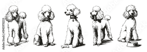 Crayon poodle dog stylish grooming pose bundle. Illustrations for grooming guides and kennel branding. Ink crayon drawn sketch style presents fluffy texture, elegant posture, and decorative haircut.