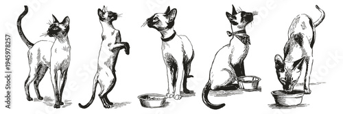 Siamese cat set elegant poses bowl feeding. Illustrations for pet food packaging and veterinary branding. Hand drawn style sketch drawing with monochrome ink lines.