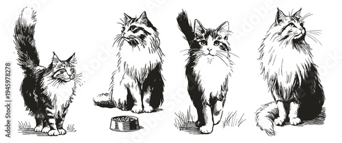 Maine coon cat set fluffy active poses. Illustrations for veterinary advertising and pet shop visuals. Hand drawn style sketch drawing with expressive ink contour lines.