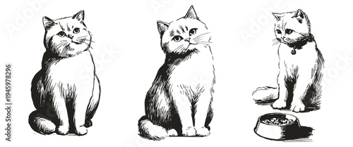 British shorthair cat set curious gentle poses. Illustrations for pet branding and merchandise design. Vector crayon drawn style sketch drawing with clean monochrome lines.