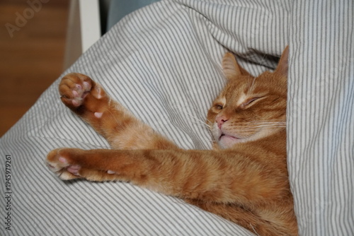 Ginger domestic cat stretching paw while resting under striped blanket on bed in cozy home interior. Pet care, cozy home lifestyle visuals, animal relaxation concepts, companion animal wellbeing
