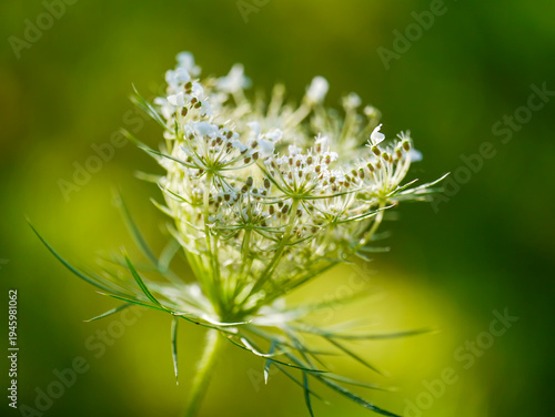Beautiful background image (with blurring) featuring a wild carrot (Daucus carota), taken in Musio. Musio is a district of Tremosine.