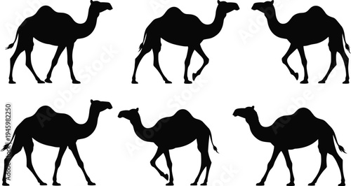 Camel silhouettes, Bactrian camels, desert animals, black shapes, two humps, walking poses, vector illustration, wildlife design, nature theme, side profile