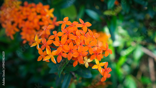 Orange Ixora Flower Cluster with Soft Nature Background