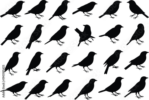 Small bird silhouettes vector mega set, standing songbirds collection wildlife nature black bird shapes isolated, flat vector illustration