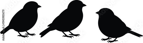 Small bird silhouettes vector set, black songbird standing poses collection, wildlife nature bird shapes isolated, flat vector illustration