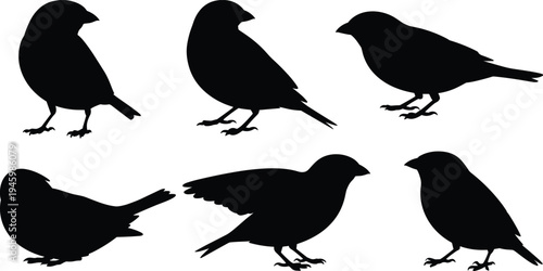Small bird silhouettes vector set, standing and flying songbirds collection wildlife nature black bird shapes isolated, flat vector illustration