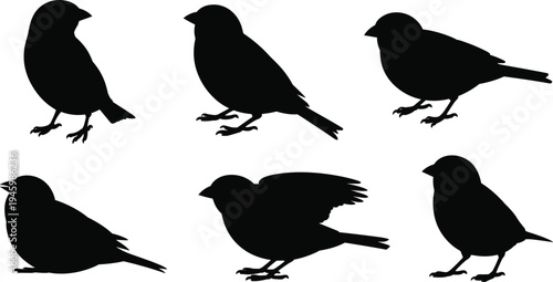 Small bird silhouettes vector set, standing songbirds collection wildlife nature black bird shapes isolated design, flat vector illustration