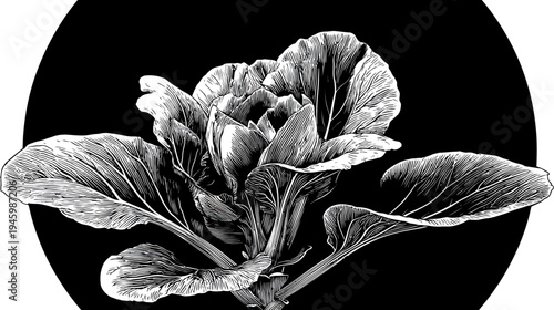 Intricate black and white illustration of a leafy vegetable on a dark circular background