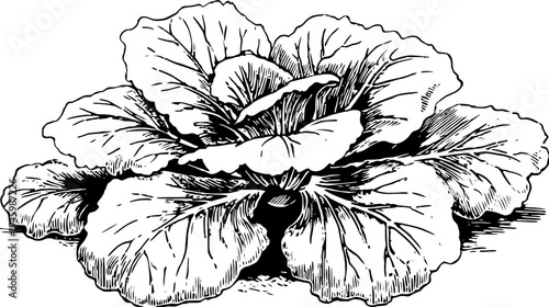 An illustrative depiction of a cabbage head featuring detailed leaves and shading, a classic botanical drawing