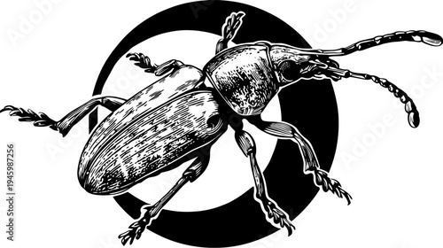 Detailed black and white illustration of a beetle with a prominent snout inside a simple black circle