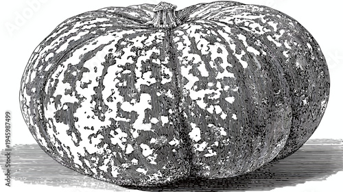 A detailed, stylized illustration of a large, speckled squash with a textured surface and shadow