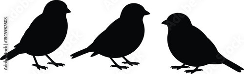 Small bird silhouettes vector collection, black songbird standing poses wildlife nature bird shapes isolated, flat vector illustration