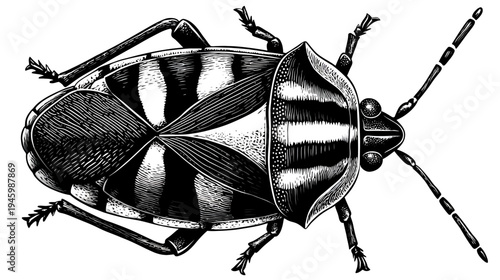 Intricate black and white illustration of a beetle, showcasing detailed linework and texture