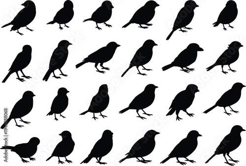 Small bird silhouettes vector mega collection, standing songbirds set wildlife nature black bird shapes isolated design, flat vector illustration