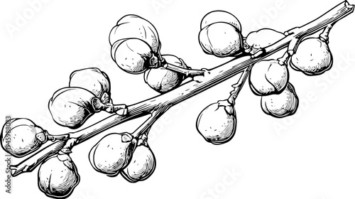 A detailed black and white illustration of a branch with several pod-like seed clusters