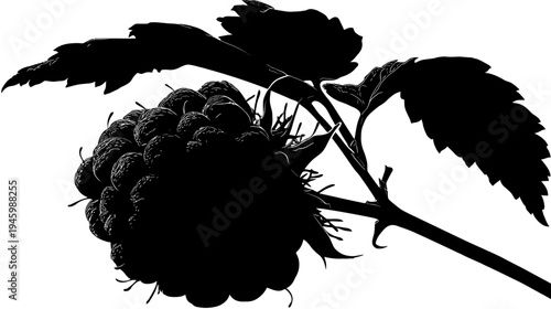 A high-contrast monochrome image of a berry cluster, stem, and leaves, evoking summer