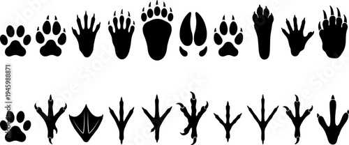 Animal footprints silhouettes collection, black vector tracks of mammals and birds, educational illustration for wildlife identification and nature learning