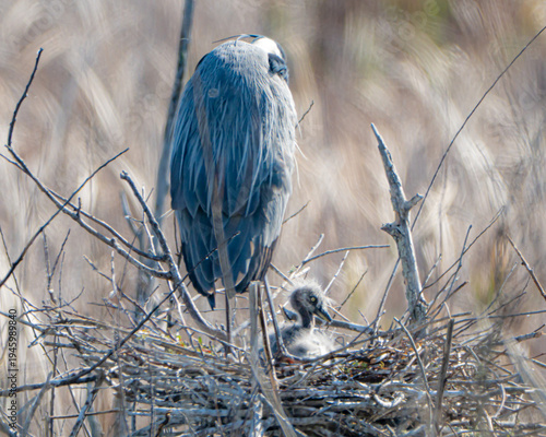 Great blue heron on a nest with offspring
